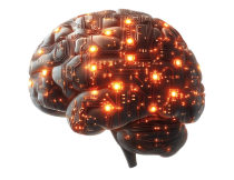 brain
